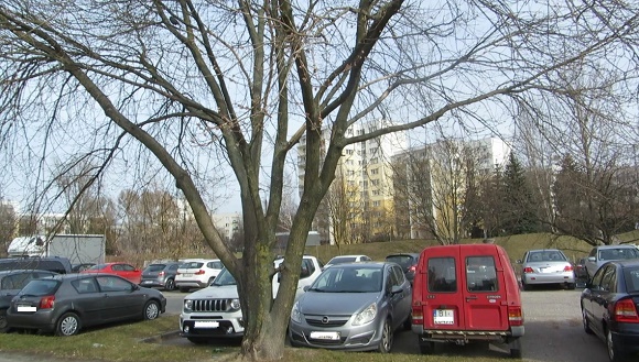 Drzewo na parkingu