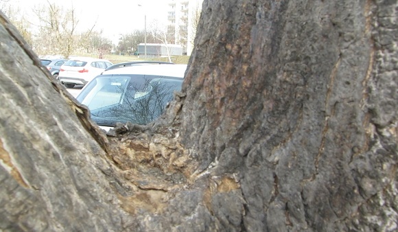 Zniszczone drzewo na parkingu