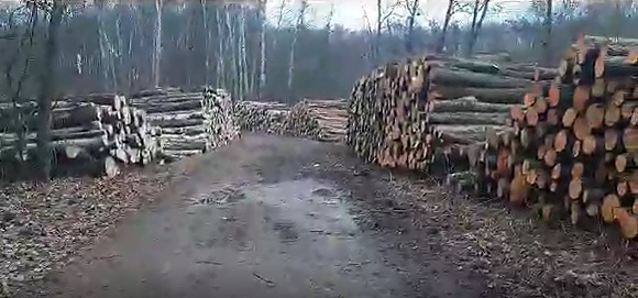 wycinka w lesie Bródnowskim